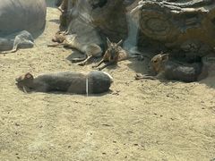 -大连森林动物园