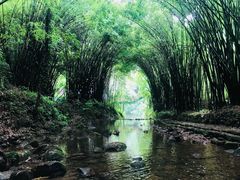 -川西竹海景区
