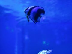 -绿色星球动物主题公园