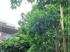 -西双版纳原始森林公园