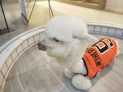 -Moni星球萌宠·小马宝莉·灵蛇·高端高阶全萌宠互动体验俱乐部(红豆国际广场店)
