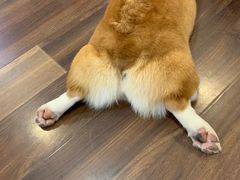 -柯斗斗主题餐厅·狗咖·围炉煮茶·茶饮(国瑞升平里店)