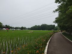 -桤木河湿地公园