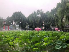 -四川大学(望江校区)