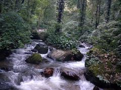 -莫里热带雨林景区