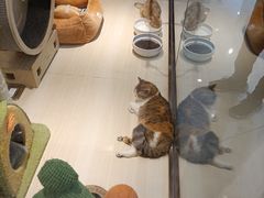 -momokira米努特·德文卷毛猫·棉花面纱犬