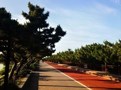 -日照海滨国家森林公园