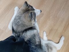 小苹果-Husky Go! 哈士奇体验馆·宠物咖啡厅狗咖