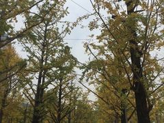 -百林公园-两江幸福广场