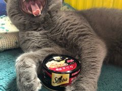-纳吉亚猫专科动物诊疗中心(蒋宅口分院)