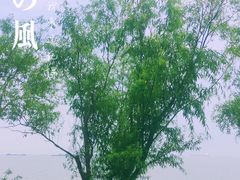 -上海吴淞炮台湾国家湿地公园