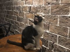 -虚荣精酿酒屋(五羊店)