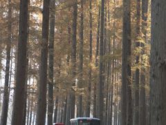 -黄海国家森林公园