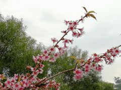 -金鸡山公园