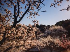 -北京西山国家森林公园