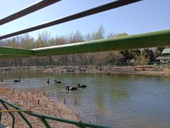 -长白岛森林公园