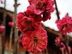 -渭南桃花源民俗文化园