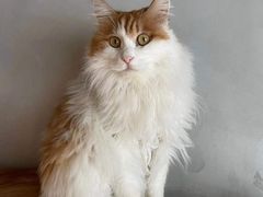 -猫儿山۰猫主题餐厅