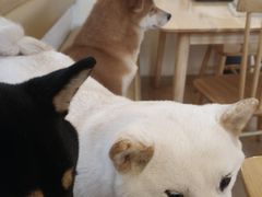 -柴の食堂·日式家庭料理·熊之肆(大学路店)