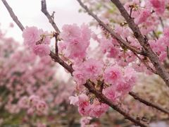 -观澜湖生态运动公社