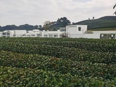 -龙坞茶村