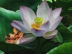 -莲花池公园