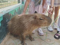 -西霞口神雕山野生动物世界