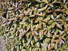 -杨高南路(地铁站)