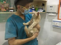-创凡宠物医院·骨专科  猫科中心(西乡分院)