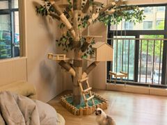 -唐小姐の私宠·宠物洗护美容·撸猫馆·购宠(周浦万达旗舰店)