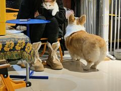 -平行世界·猫咖(首经贸店)