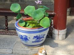-万寿八仙宫