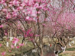 -西溪国家湿地公园