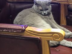 不确定品种的猫猫-猫小院猫主题餐厅(三里屯店)