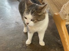 -喵屿·大理花园猫咖