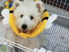 -翊宠yipet猫狗购宠庄园犬舍•猫舍