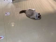 -藏猫猫咖啡主题馆(中央大道店)