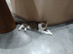 -瞄一喵猫咖(格力海岸店)