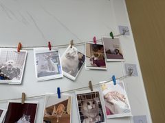 -瑞派康怡24h宠物医院·犬猫医疗中心·微创绝育(瑞景分院)