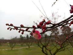 -秀丽东方