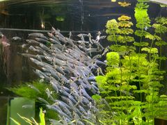 -迪拜水族馆及水下动物园
