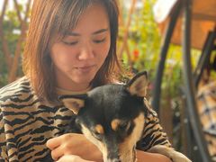 -柴犬高等学院·狗咖·柴犬售卖·宠物训练