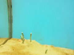 -北戴河圣蓝海洋公园