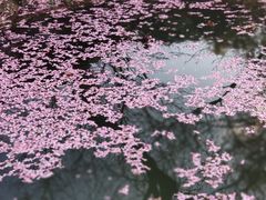 -杭州植物园