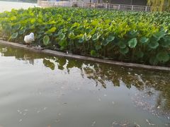 -莲花池公园