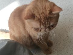 -飞行喵MR PILOT|猫舍·猫咖(静安大融城店)