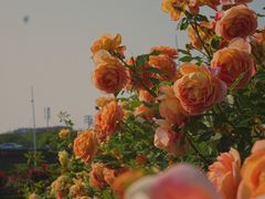 -IKEA宜家家居(南京商场)