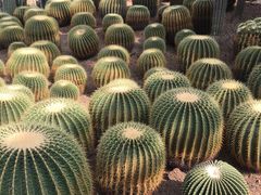 -南山植物园