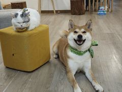 -柴迷FANS CLUB·柴犬狗咖·猫咖