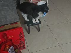 -宠颐生斯嘉宠物医院·急重症·心内科(谷阳北路分院)
